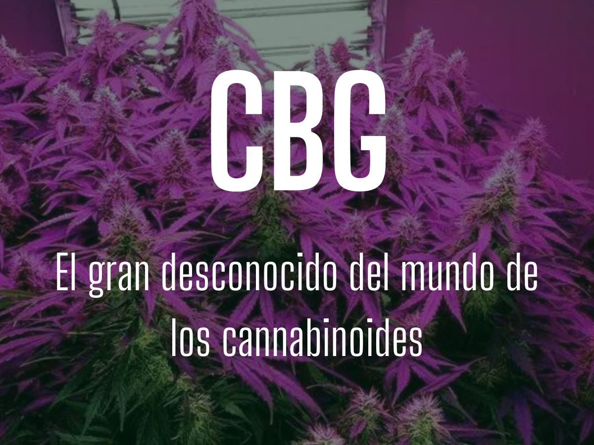 que es el cbg