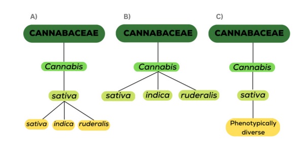 especies de marihuana