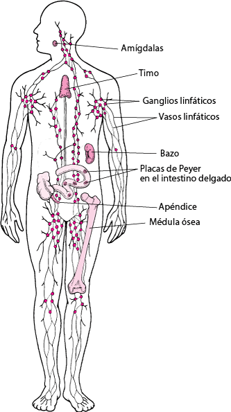 órganos sistema linfático inmune