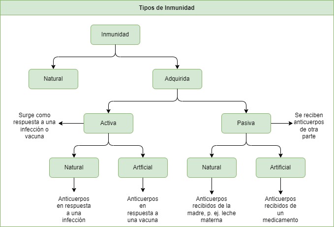 diagrama inmunidad innata adquirida