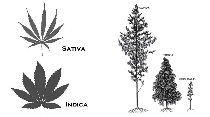 indica sativa cbd planta